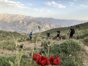Wild Flowers on Foothills